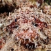 scorpionfish_papuan_nus_h_0705_png1787.jpg